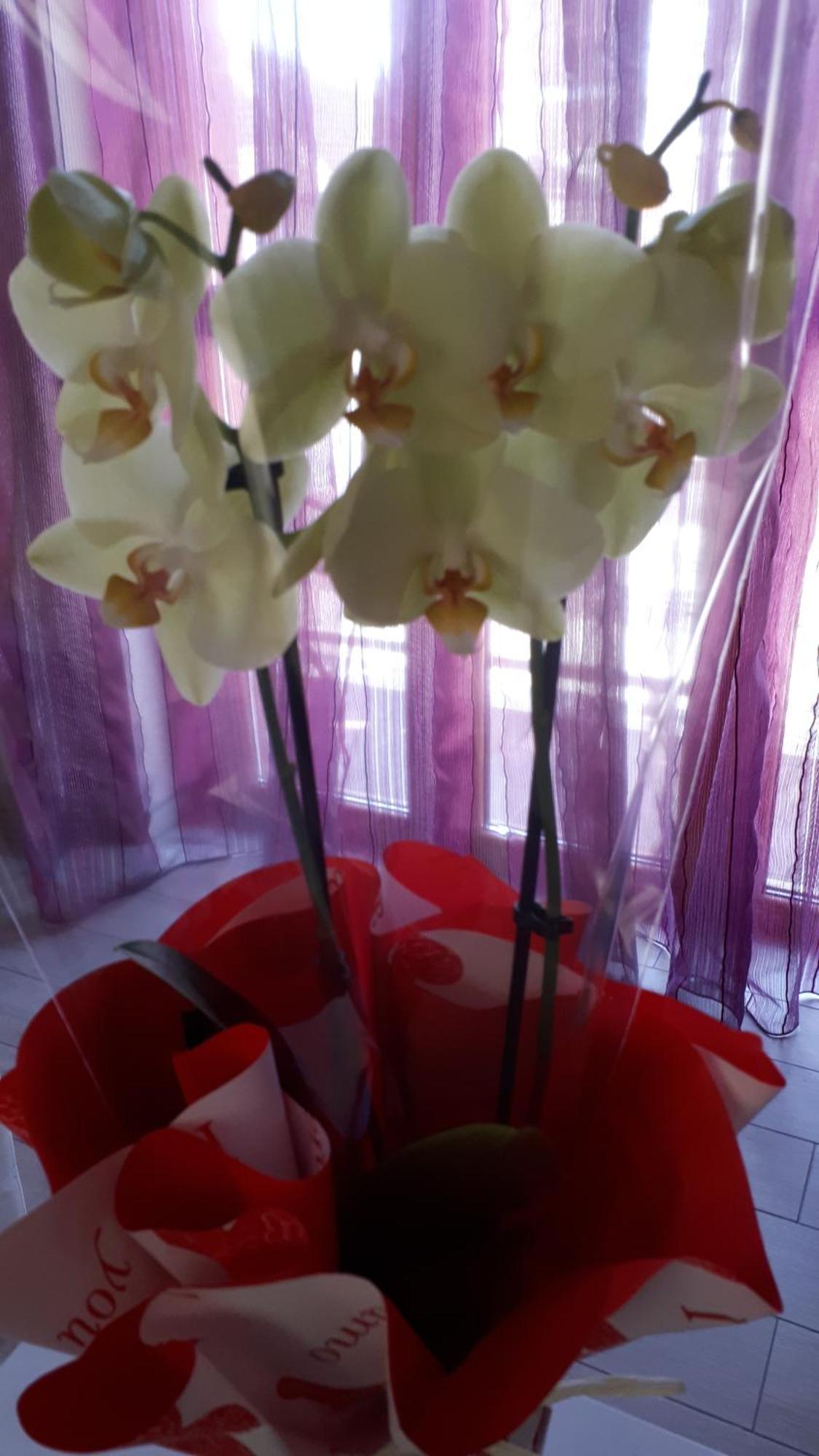 Casa delle orchidee Hotel Alba  Kamer foto